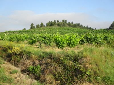 Revillas (556 m)