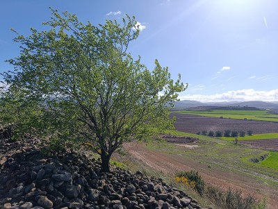 Carros, Altillo de los (435 m)