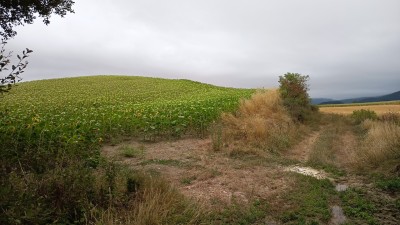 Musurri (629 m)