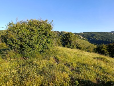 Morrón Alto (1256 m)