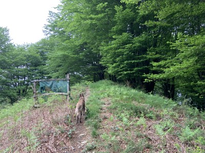 Pagoaundi (774 m)