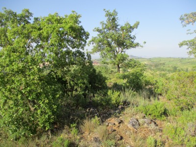 Miralobueno (543 m)