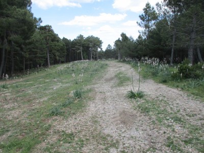 Sacejo, El (1207 m)