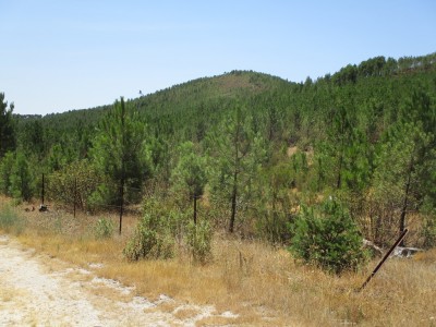 Tasugueras, Las (1161 m)