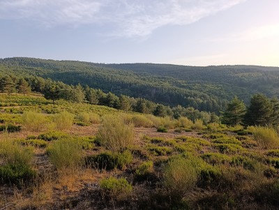 Monte el Hoyo (1667 m)