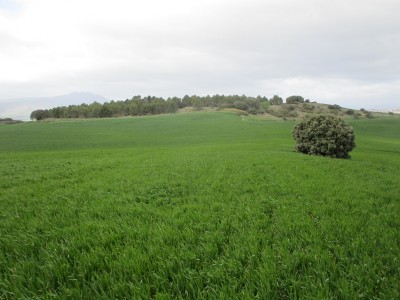 Artabakoitz, Alto de (465 m)
