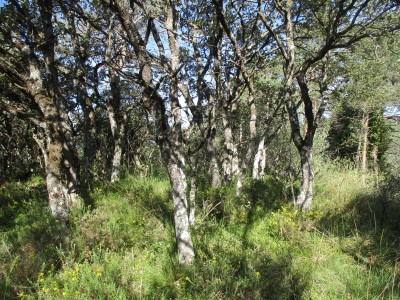 Cardenilla (650 m)