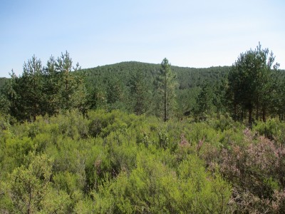 Cervera, Alto de la (1239 m)