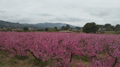 Alt del Trencall (505 m)