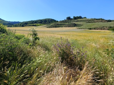 Ubro, Alto (891 m)