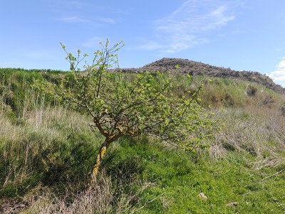 Espada, Cerro de la (597 m)
