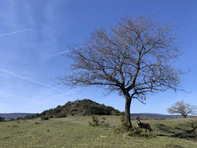 El Picacho (851 m)