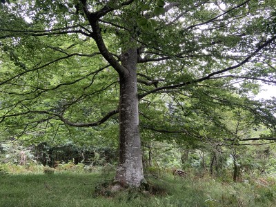 Fresnal, El (580 m)