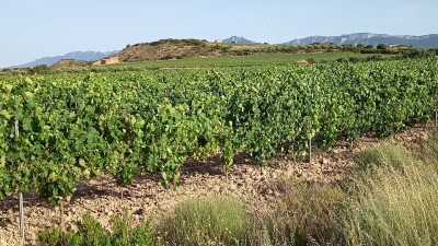 Pompeo, El (502 m)