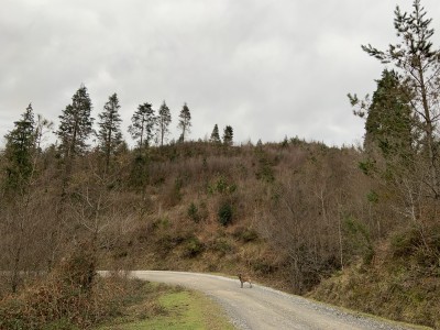 Ganekopagoeta (638 m)