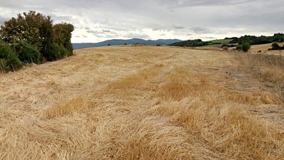 Mancha (596 m)