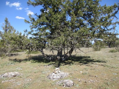 Arriero, Cerro del (1308 m)