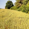 Arbol cimero
