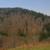 Hayedo Abetal