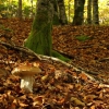 Udazkeneko onddozuria (Boletus Edulis)