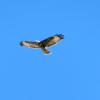 Aguila perdicera