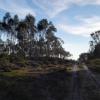 Pista por el cortafuegos que llega hasta la base de la cumbre