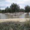olivos de regadio