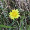 Adonis vernalis .