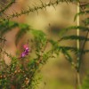 Daboecia cantabrica
