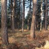 el pinar nos impide las vistas