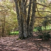 Hayedo