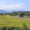 Camino de Santa Gadea de Cid