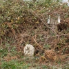 Escondido mugarri