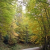 Pista al paso de Arotza