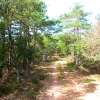 Camino en el pinar