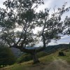 Collado Altsu con un precioso roble con "dos brazos"