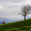Arbol aislado en la ladera de Izaspe