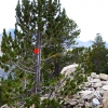 Balizas en los árboles ( acceso al circo de Foratula desde Baños de Panticosa )