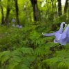 Aquilegia Vulgaris.