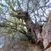 El venerable lentisco de la Font de la Mata, arraigado en la pura roca