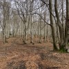 El bosque compensa de la falta de vistas