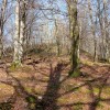 Ekialdeko hegala