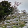 Tejos llegando a la cima por el este