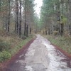 ascendemos entre  pinos