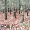sendero entre pinos castigados por el fuego