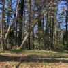 Zona cimera con pinos y robles