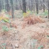 sendero entre los pinos
