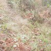 sendero hacia el prado