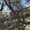 Monte Burguillos