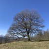 Roble solitario